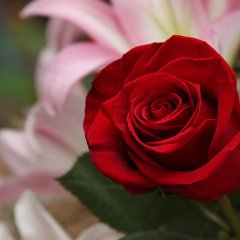 2013-11-11 Flowers 10
